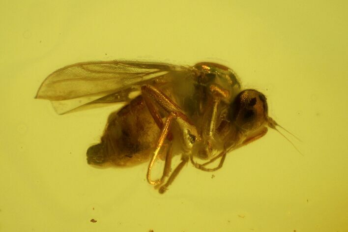 Fossil Fly (Diptera) In Jewelry Quality Baltic Amber #159824